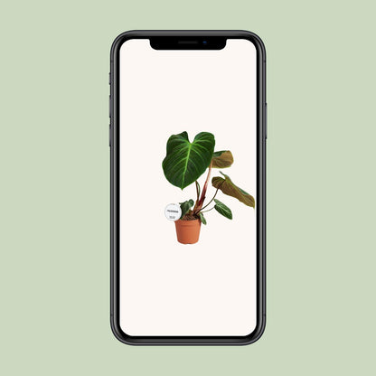Philodendron El Choco Red - Ø15cm - ↕50cm - Pflanzfix24