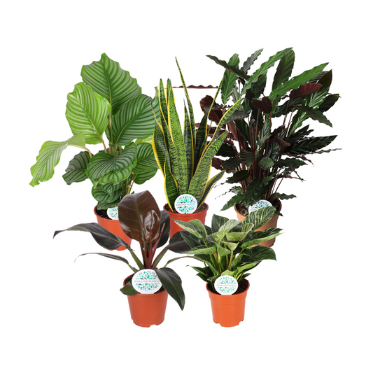 Zimmerpflanzen Grüne Mischung Mountain - 5 Stücke - Ø17cm - ↕30-60cm - Pflanzfix24