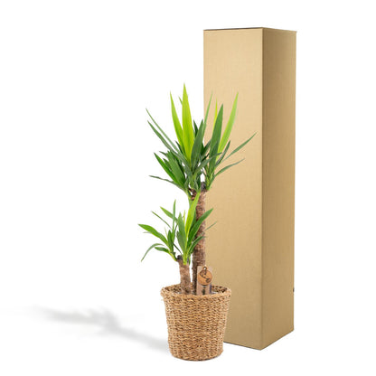 Yucca mit Korb - ↨100cm - Ø21cm - Pflanzfix24