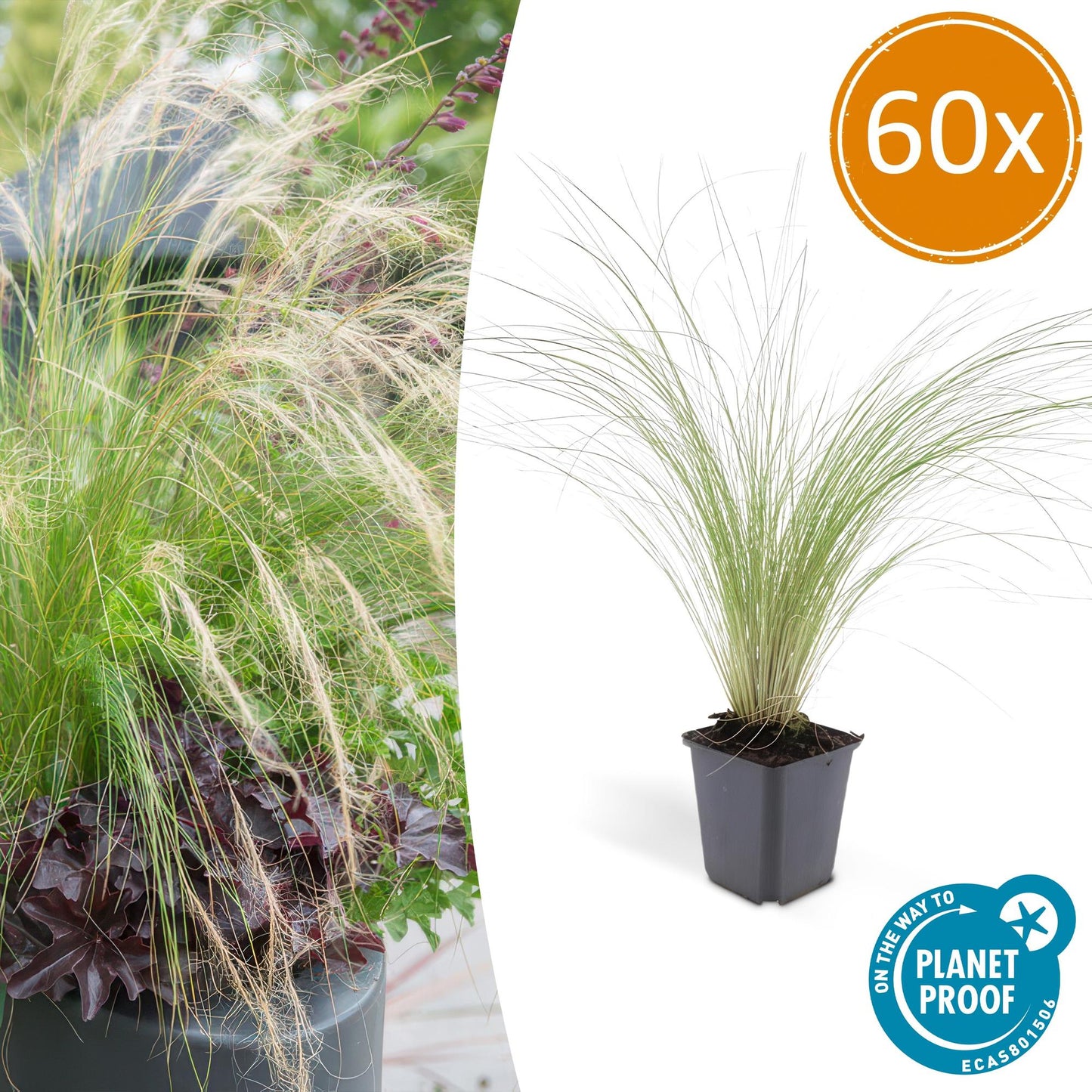 60x Stipa tenuissima 'Ponytails' - ↕10-25cm - Ø9cm - Pflanzfix24.de - Pflanzfix24.de