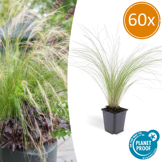 60x Stipa tenuissima 'Ponytails' - ↕10-25cm - Ø9cm - Pflanzfix24.de - Pflanzfix24.de
