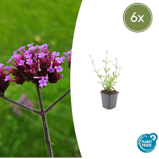 6x Verbena bon. 'Lollipop' - ↕10-25cm - Ø9cm - Pflanzfix24.de - Pflanzfix24.de