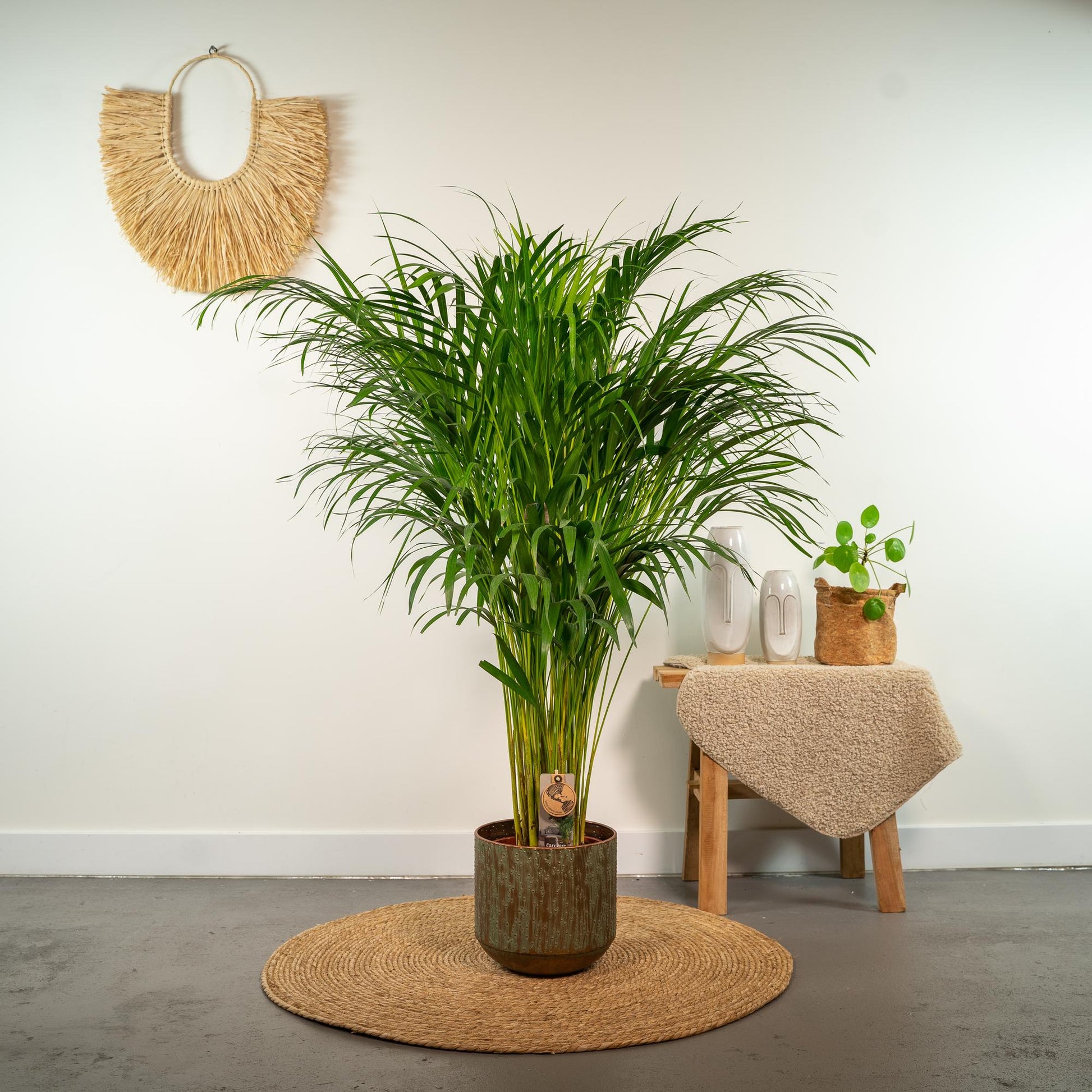 Areca-Palme - Ø21cm - ↕110cm | Pflanzfix24.de - Pflanzfix24.de