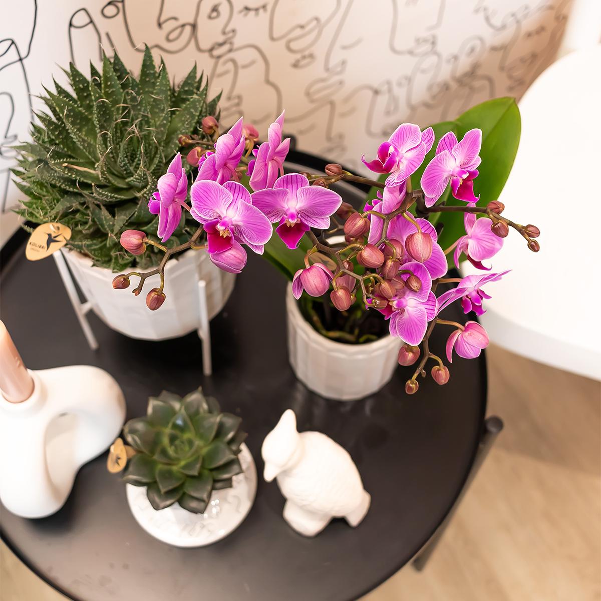 Lila-Violette Phalaenopsis Orchidee Mineral Wien Ø9cm – Pflanzfix24.de - Pflanzfix24.de
