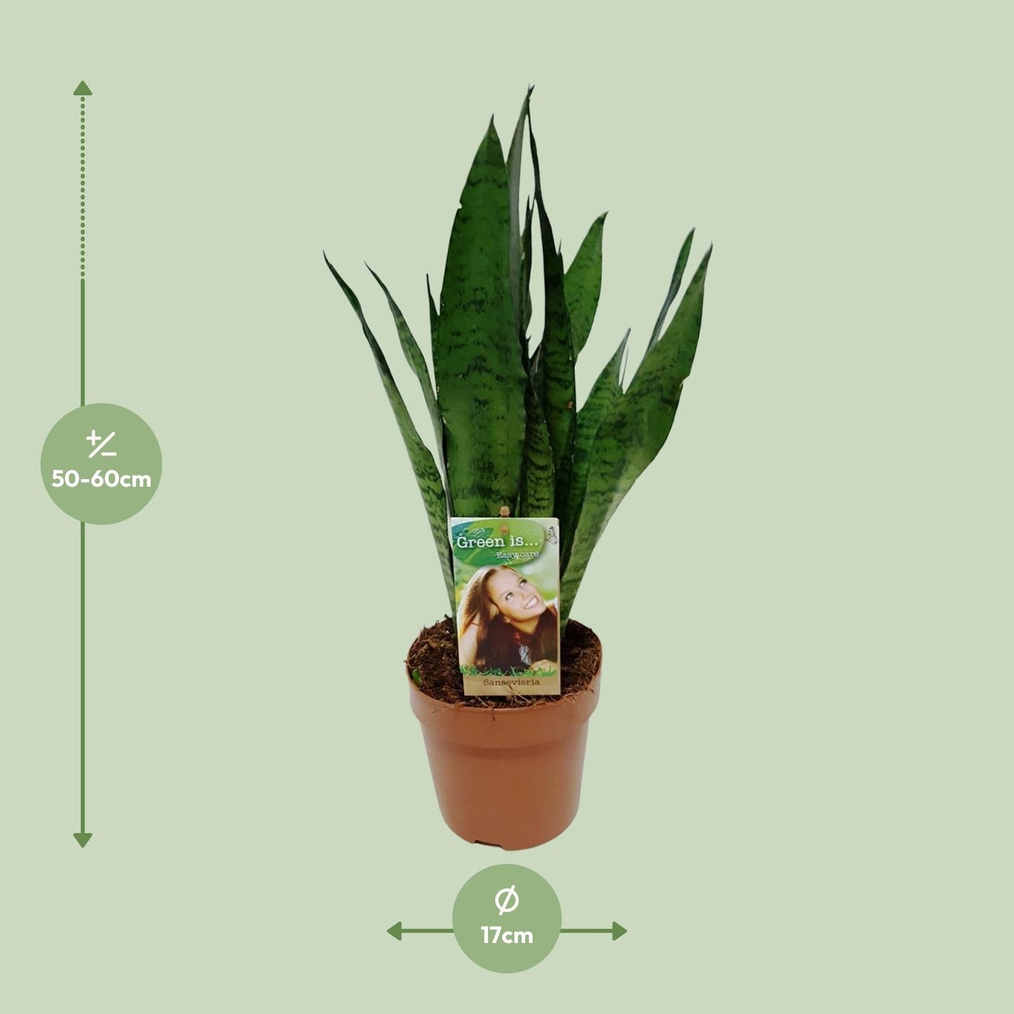 Sansevieria Zeylanica - Ø17cm - Pflanzfix24