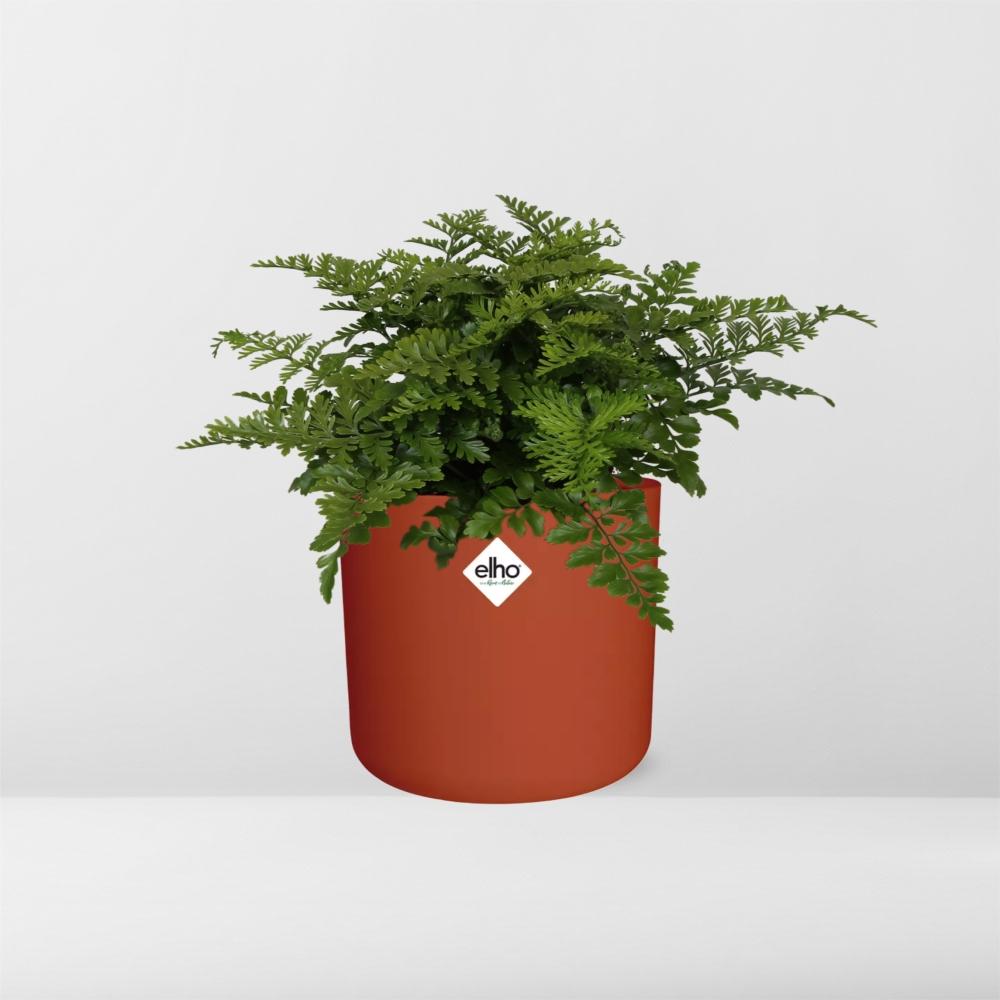 Asplenium Parvati in ELHO b.for soft rond 14cm brique - Pflanzfix24