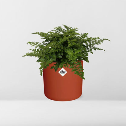 Asplenium Parvati in ELHO b.for soft rond 14cm brique - Pflanzfix24