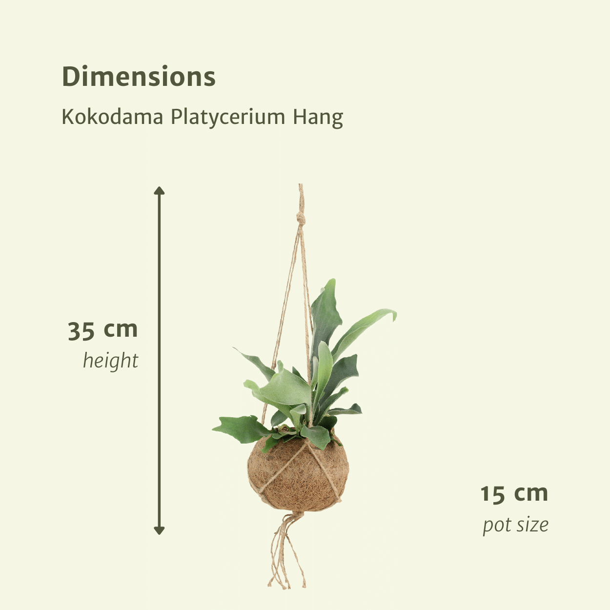 2x Kokodama Platycerium Hang - Hirschhornfarn - 35cm - ø15 - Pflanzfix24