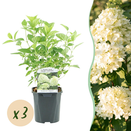 Pflanzfix24 - Rispenhortensie - Hydrangea panniculata Limelight - Blüte Creme Weiß - 3 Pflanzen