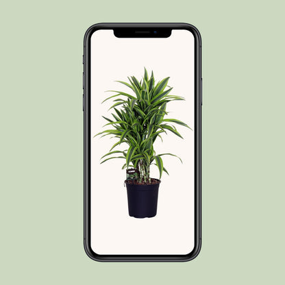 Dracaena Fragr. Lemon Lime - Ø24cm - ↕100cm - Pflanzfix24