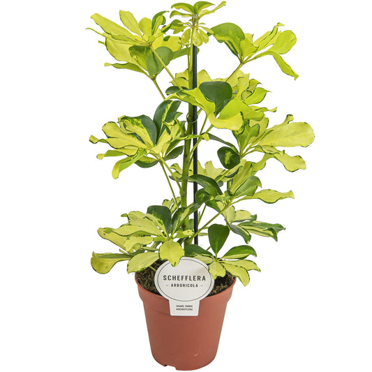 Schefflera Melanie - Pflanzfix24