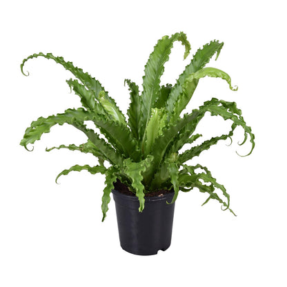 Asplenium Antiquum Osaka - Ø17cm - ↕45cm - Pflanzfix24