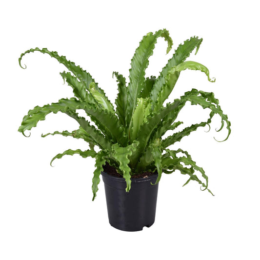Asplenium Antiquum Osaka - Ø17cm - ↕45cm - Pflanzfix24