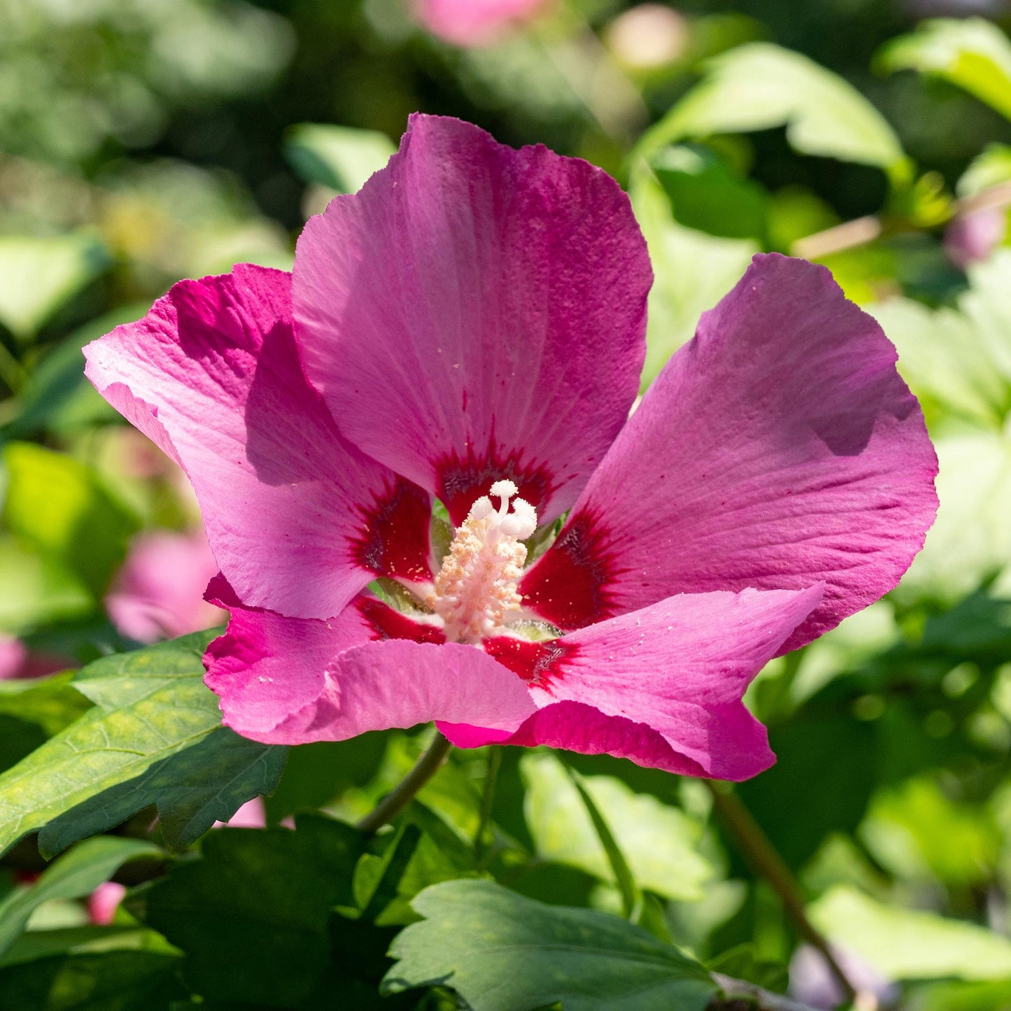 Pflanzfix24.de - Hibiscus syriacus Woodbridge - 1 Pflanze - Blüte Rosa - Laubabwerfend - Topf 17cm - Pflanzfix24.de