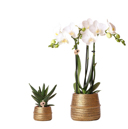 Pflanzenset Groove Gold mit Orchidee & Aloe – Pflanzfix24.de - Pflanzfix24.de
