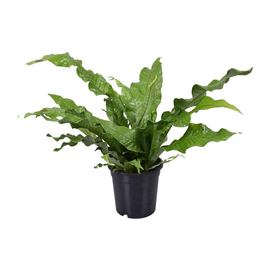 Microsorum diversifolium Kängurufarn Ø17cm | Pflanzfix24.de - Pflanzfix24.de