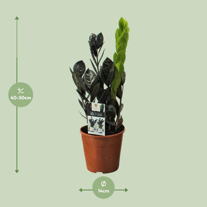 Zamioculcas Raven - Ø14cm - ↕45cm bei Pflanzfix24