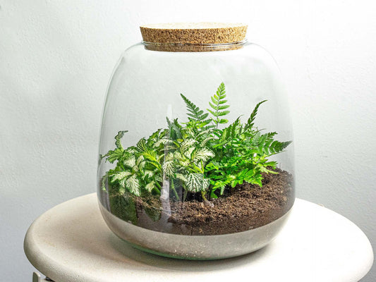 Emma Mini Plantenterrarium DIY Kit - Fittonia White Tiger - Pflanzfix24