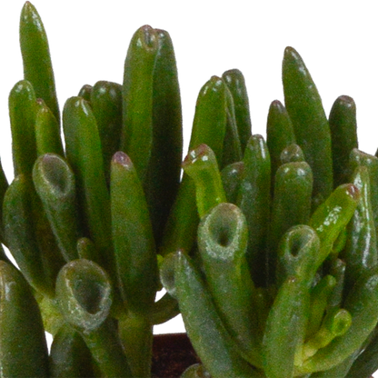 Crassula-Mix 8,5 cm - 3x - Pflanzfix24.de - Pflanzfix24.de