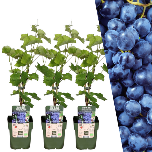 3 x Bio Weintrauben-Pflanzen - Ø 13 cm - ↨ 20 cm bei Pflanzfix24