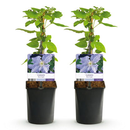 pflanzfix24 - Clematis Blue Angel - Kletterpflanze - Blüte Licht Blau - 2 Pflanzen