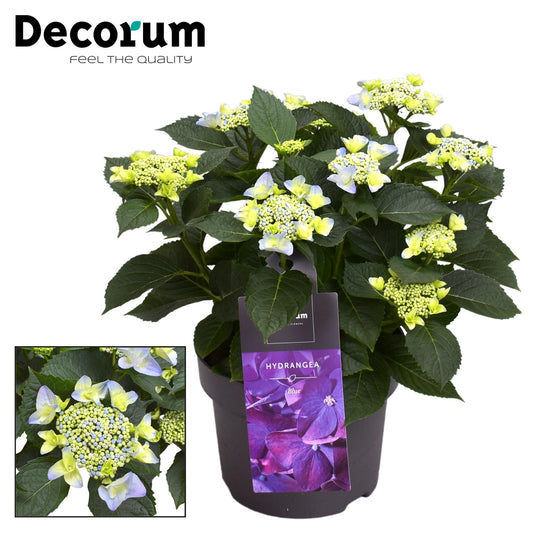 Hydrangea Teller Nizza Blue 7 - 12 Kop (Decorum) - Ø23cm - Pflanzfix24