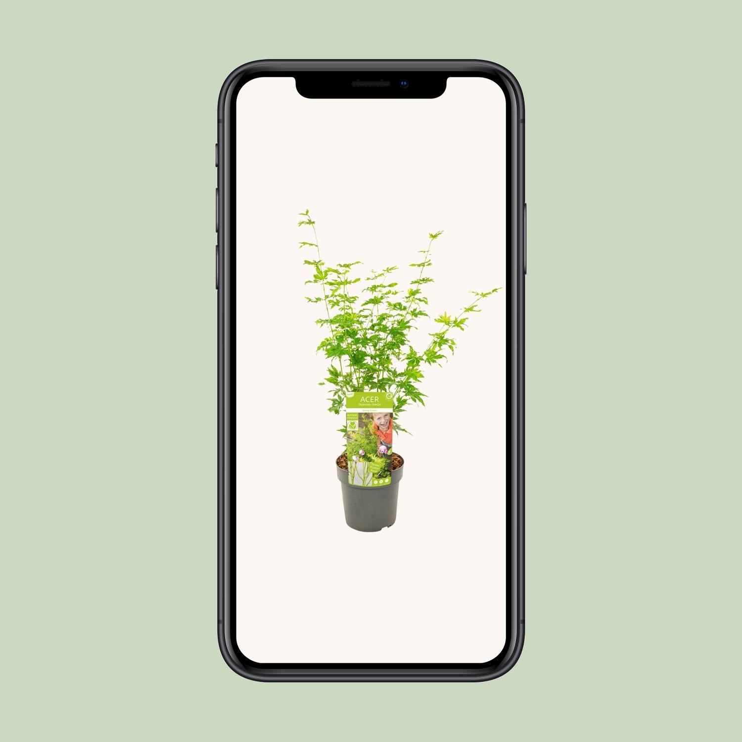 Acer palmatum Going Green - Ø19cm - ↕50cm - Pflanzfix24.de - Pflanzfix24.de