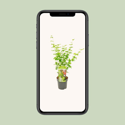 Acer palmatum Going Green - Ø19cm - ↕50cm - Pflanzfix24.de - Pflanzfix24.de
