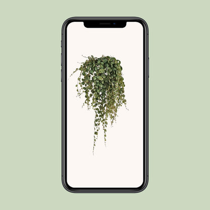 Peperomia Prostrata - Ø11cm - ↕20cm - Pflanzfix24