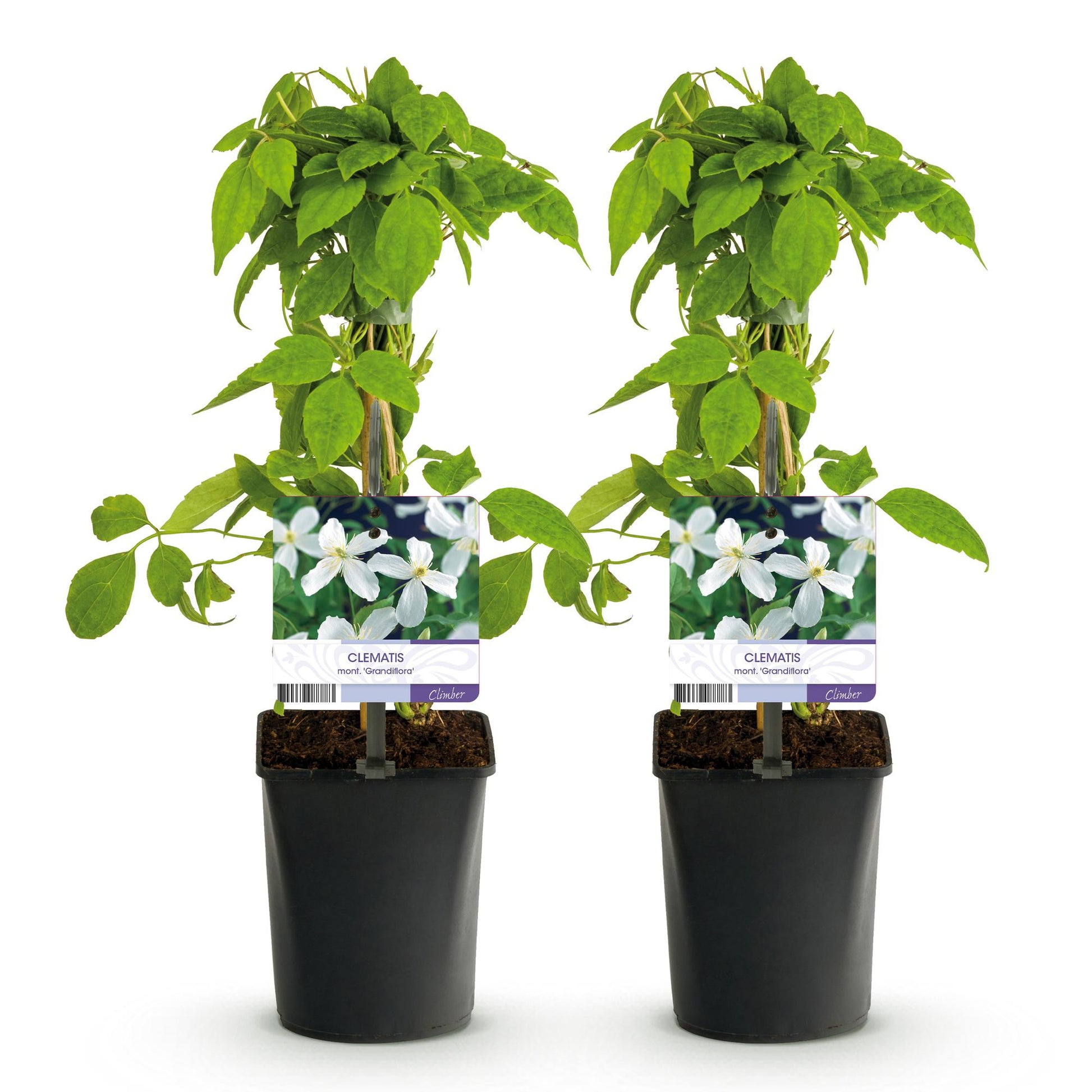 GreenboutiQ - Clematis montana Grandiflora - 2er Set - Blüte Weiß - Pflanzfix24.de - Pflanzfix24.de