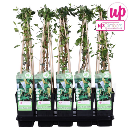 Lonicera japonica 'Halliana' Weißes Geißblatt Ø15cm – Pflanzfix24.de - Pflanzfix24.de