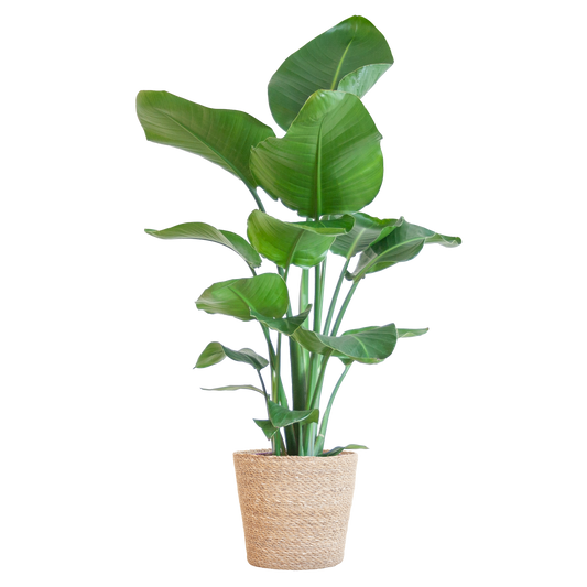 Strelitzia Nicolai 80 cm Ø21 mit Korb Sofia natur | Pflanzfix24.de - Pflanzfix24.de
