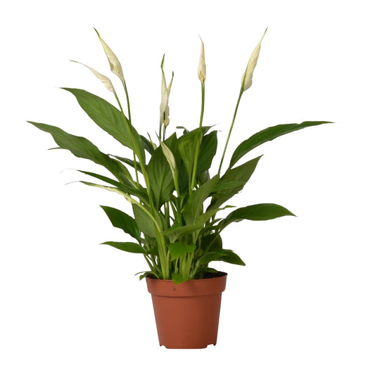 Friedenslilie Spathiphyllum Bingo Cupido – ca. 45 cm | Pflanzfix24.de - Pflanzfix24.de