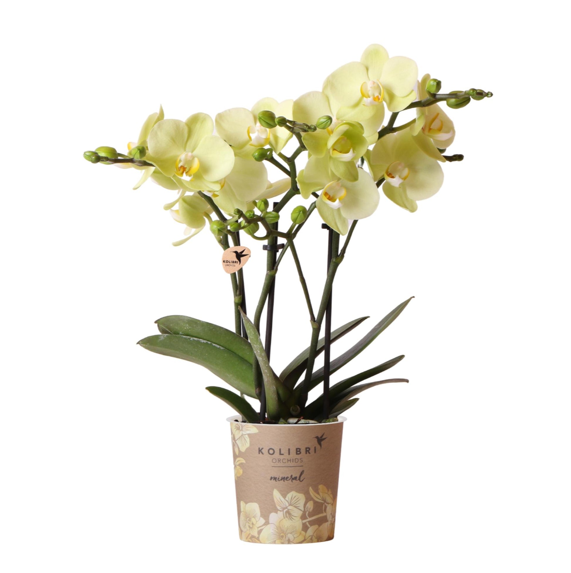 Phalaenopsis Orchidee Gelb Ø9 cm ohne Topf – Pflanzfix24.de - Pflanzfix24.de