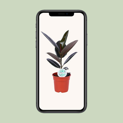 Ficus Elastica Abidjan - Ø17cm - ↕55cm - pflanzfix24