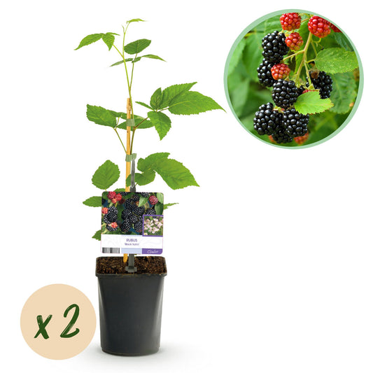 Pflanzfix24 - Brombeere - Rubus Black Satin - Schwarze Brombeere - Dornenlos - 2 Pflanzen