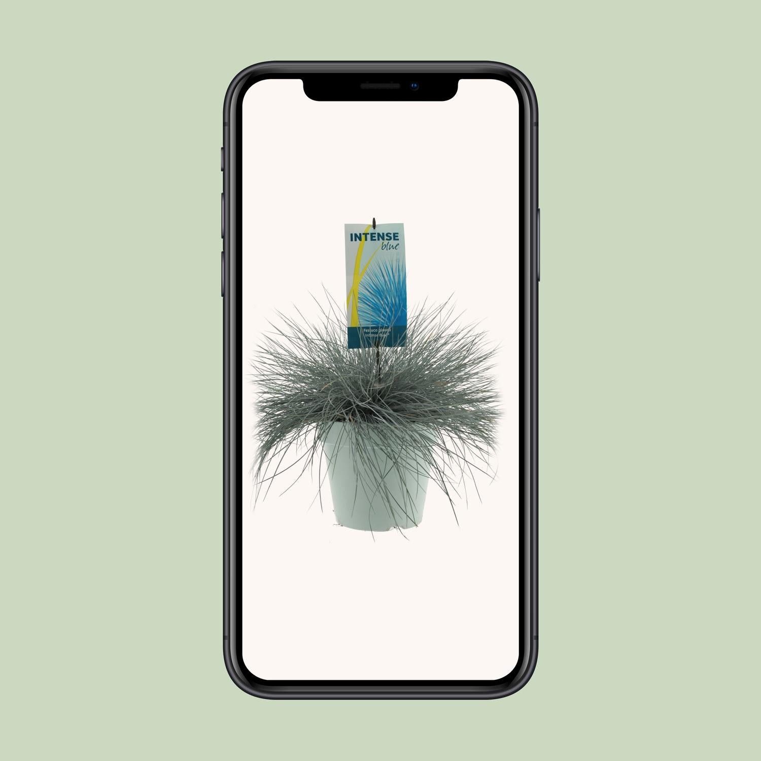 Festuca Glauca Intense Blue - Ø23cm - ↕50cm - Pflanzfix24.de - Pflanzfix24.de