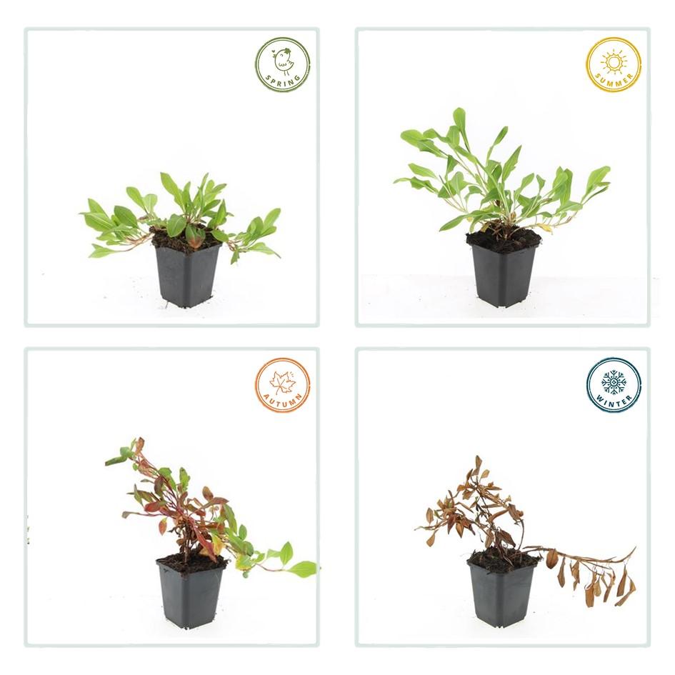 20x Persicaria aff. 'Darjeeling Red' - ↕10-25cm - Ø9cm - Pflanzfix24.de - Pflanzfix24.de