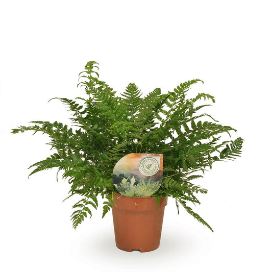 Polystichum Tsussimense / Athyrium Ø12 cm, H30 cm – Pflanzfix24.de - Pflanzfix24.de