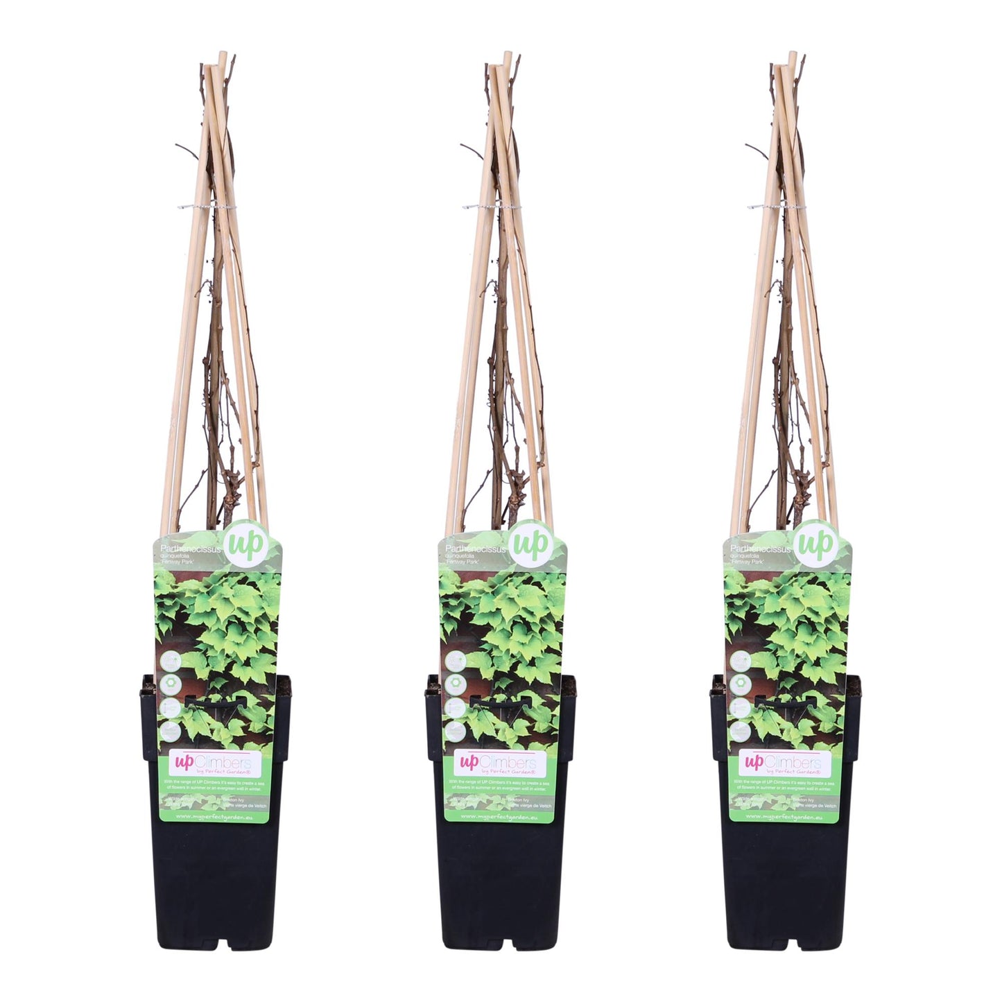 3x - Parthenocissus tricuspidata 'Veitch Boskoop' - ↨65cm - Ø15 - Pflanzfix24