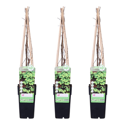 3x - Parthenocissus tricuspidata 'Veitch Boskoop' - ↨65cm - Ø15 - Pflanzfix24