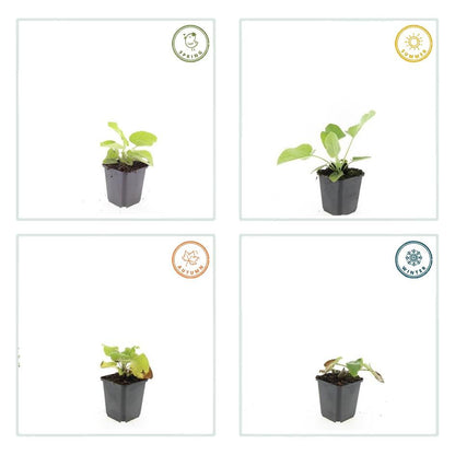 40x Phlomis russeliana - ↕10-25cm - Ø9cm bei Pflanzfix24.de - Pflanzfix24.de