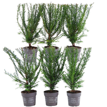 Pflanzfix24 - 1m Eibenhecke - Taxus baccata - 6 winterharte Heckenpflanzen