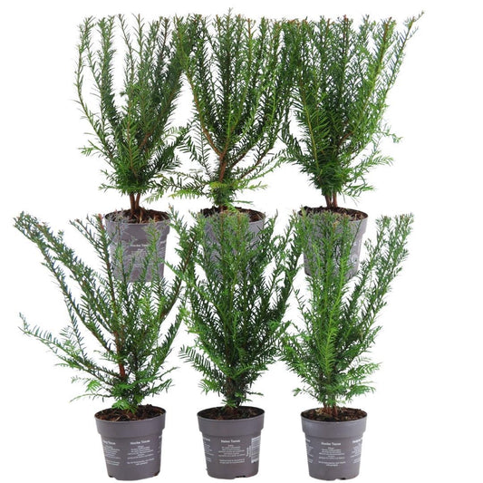 Pflanzfix24 - 1m Eibenhecke - Taxus baccata - 6 winterharte Heckenpflanzen