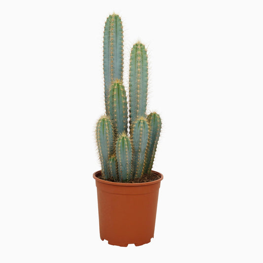 Pilosocereus Azureus 21 cm – Blaue Säulenkaktus | Pflanzfix24.de - Pflanzfix24.de