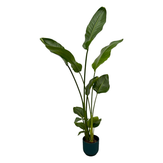 Strelitzia Nicolai mit elho Vibes Fold Round blau 100 cm | Pflanzfix24.de - Pflanzfix24.de