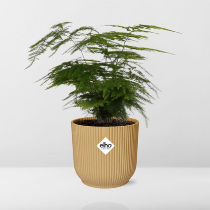 Asparagus Setaceus ‘Plumosus’ in ELHO Vibes Fold 14cm geel - Pflanzfix24