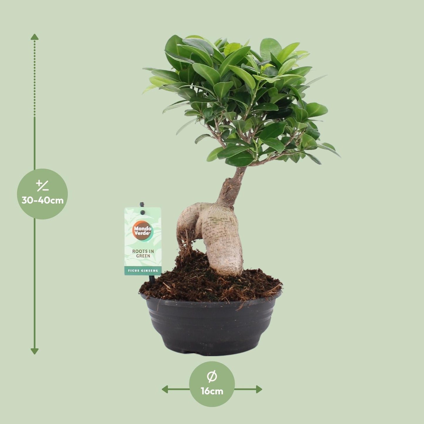 Ficus Ginseng - Ø16cm - ↕35cm - Pflanzfix24