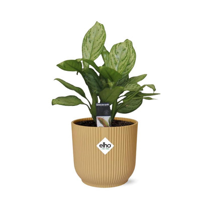 Aglaonema Christina in ELHO Vibes Fold 14cm geel - Pflanzfix24