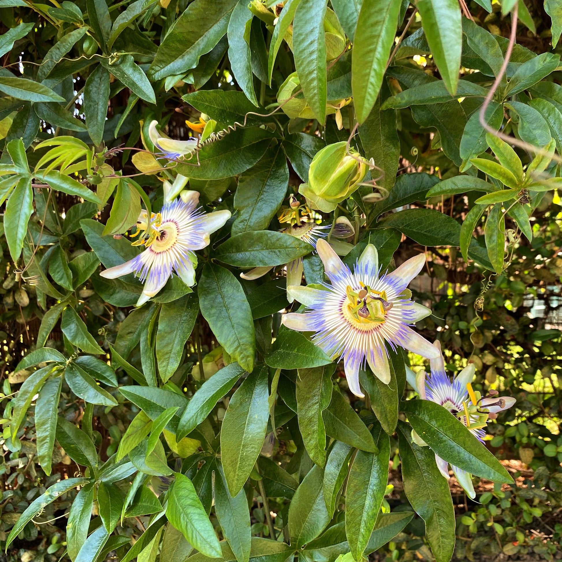 Passionsblume - Passiflora caerulea - 2 Pflanzen - Topf 11cm - Pflanzfix24.de - Pflanzfix24.de